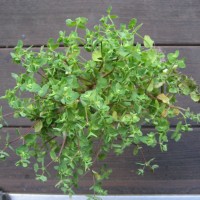 Euphorbia peplus