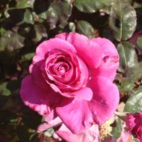 The Declaration Of Interdependence