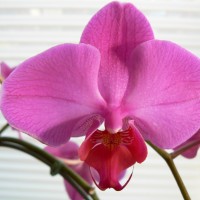 An Orchid for Peace