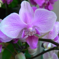 Another Orchid for PeaceAnother Orchid for Peace