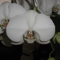 Another Orchid For Peace