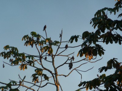 Bird Watching In The Amazon