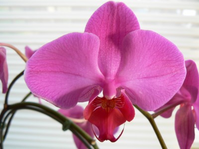An Orchid for Peace