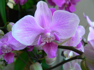 Another Orchid for PeaceAnother Orchid for Peace