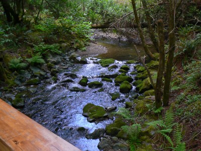 Creek Setting In Muir Woods - No Distress Here!