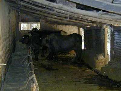 Cows in India, 2000
