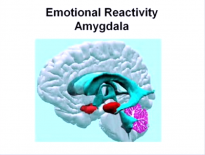 Emotional Activity - Amygdala