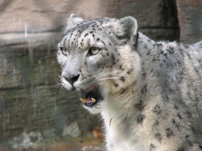 Snow Leopard