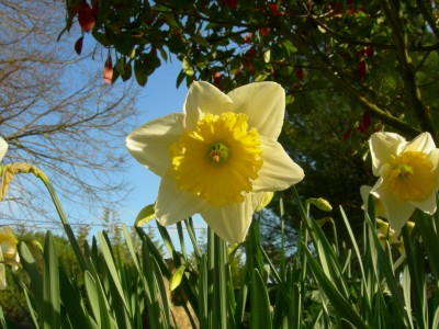 Some of the thousands of daffodils, Upper Hamlet, March 21, 2006