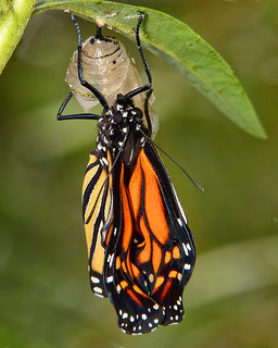 Butterfly Emerging