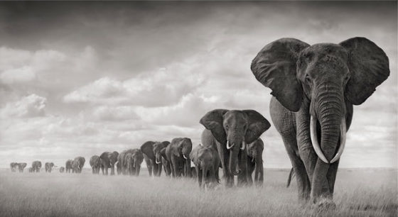 Elephants Walking Through Grass, Amboseli 2008. Leading Matriarch Killed By Poachers, 2009