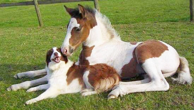 Horse and Dog Altruism