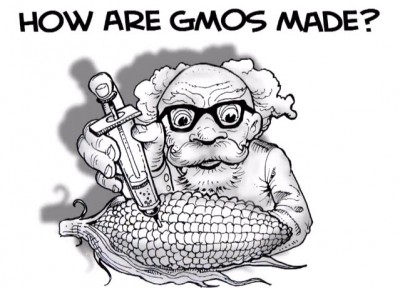 How are GMOs made?